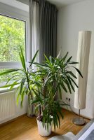 Yucca Palme Nordrhein-Westfalen - Wiehl Vorschau