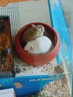 3-Monat alte Gerbils (2 jungs) suchen gemeinsam ein Zuhause Berlin - Reinickendorf Vorschau