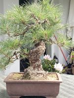 Alte Bonsai Kiefer outdoor mit gedrehtem Stamm Nordrhein-Westfalen - Brühl Vorschau