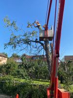 Baumfällung — Heckenschnitt — Gartenpflege Hessen - Mücke Vorschau