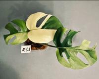 Rhaphidophora Tetrasperma Variegata ALBO - Monstera Minima - R55 Köln - Zollstock Vorschau