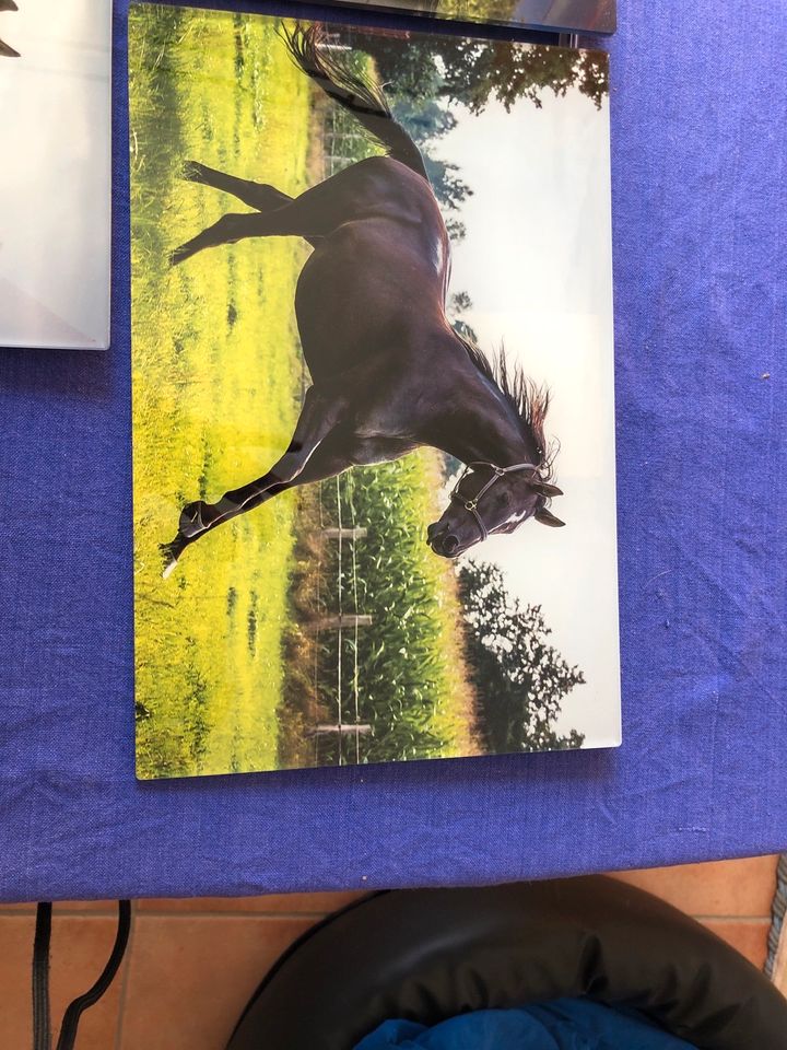 Drei Fotos auf Glas von einem  Trakehner (Pferd) in Hannover