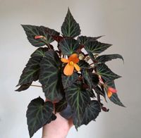 Begonia Begonie orange Blatt Steckling Ableger no Hoya Anthurium Baden-Württemberg - Karlsruhe Vorschau