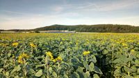 Sonnenblumenkerne Bio Hessen - Gudensberg Vorschau