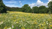 Vielseitiges Organisationstalent im Büro gesucht, Wohnung mögl. Niedersachsen - Osnabrück Vorschau