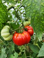 Tomate Costoluto Genovese Bayern - Haimhausen Vorschau