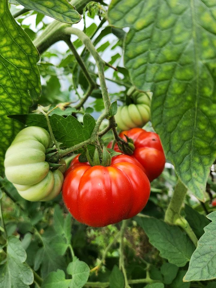 Tomate Costoluto Genovese in Haimhausen