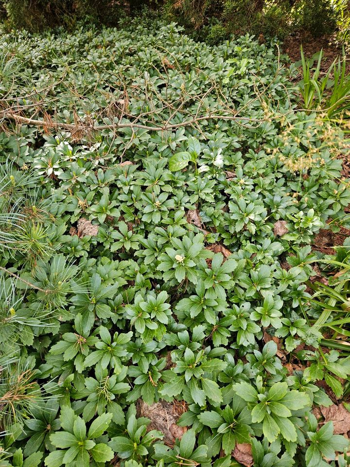 Gartenpflanzen Bodendecker Teichpflanzen in Berlin