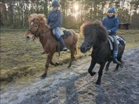 Bildschöne Islandstute zu verkaufen! Niedersachsen - Winsen (Aller) Vorschau