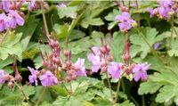 Storchschnabel (Geranium) Jungpflanzen Ableger Garten Bodendecker Baden-Württemberg - Neresheim Vorschau