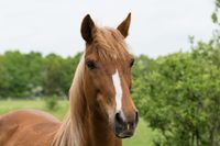 Reit- und Pflegebeteiligung Pferd, Pony Eltern-Kind-Zeit Brandenburg - Rehfelde Vorschau