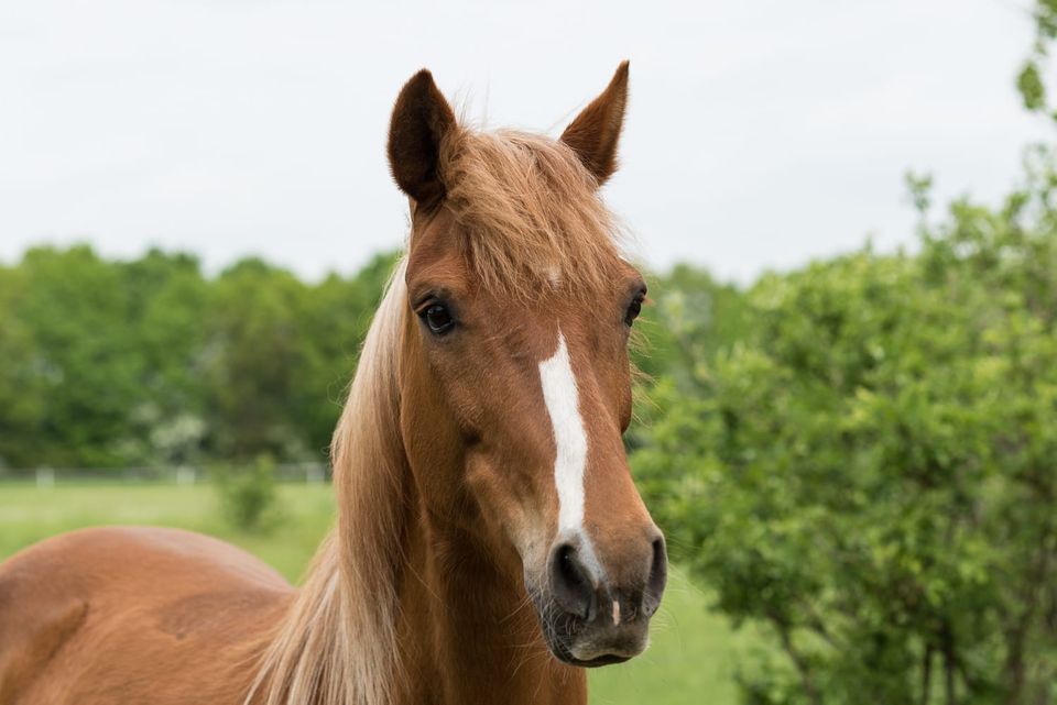 Reit- und Pflegebeteiligung Pferd, Pony Eltern-Kind-Zeit in Rehfelde