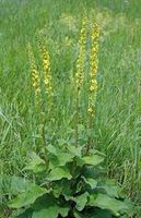 Schwarze Königskerze (Verbascum nigrum) Rheinland-Pfalz - Herxheim bei Landau/Pfalz Vorschau