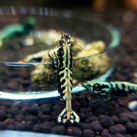 Black Galaxy Fishbone/Zebra Garnelen Caridina schwarz, 10€* Baden-Württemberg - Möglingen  Vorschau