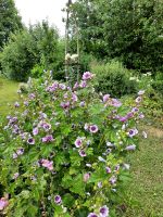 Malva sylvestris zebrina Zerbramalve Zebra Malve Samen pink weiß Nordrhein-Westfalen - Kall Vorschau