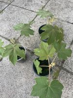 Verkaufe Tetrapanax / Reispapierbaum Exot Thüringen - Stadtroda Vorschau