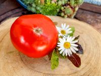 Rutgers - Historische Salattomate aus USA aromatisch + robust rot Bayern - Waigolshausen Vorschau
