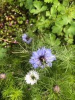 Jungfer im Grünen Nigella Gretl Gretchen Garten-Schwarzkümmel Bayern - Lindau Vorschau