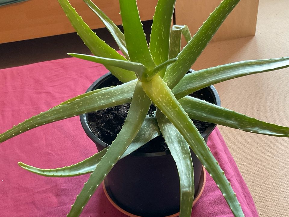 Selbstgezüchtete Aloe Vera Pflanzen (5-10€ je nach Größe) in Geestland