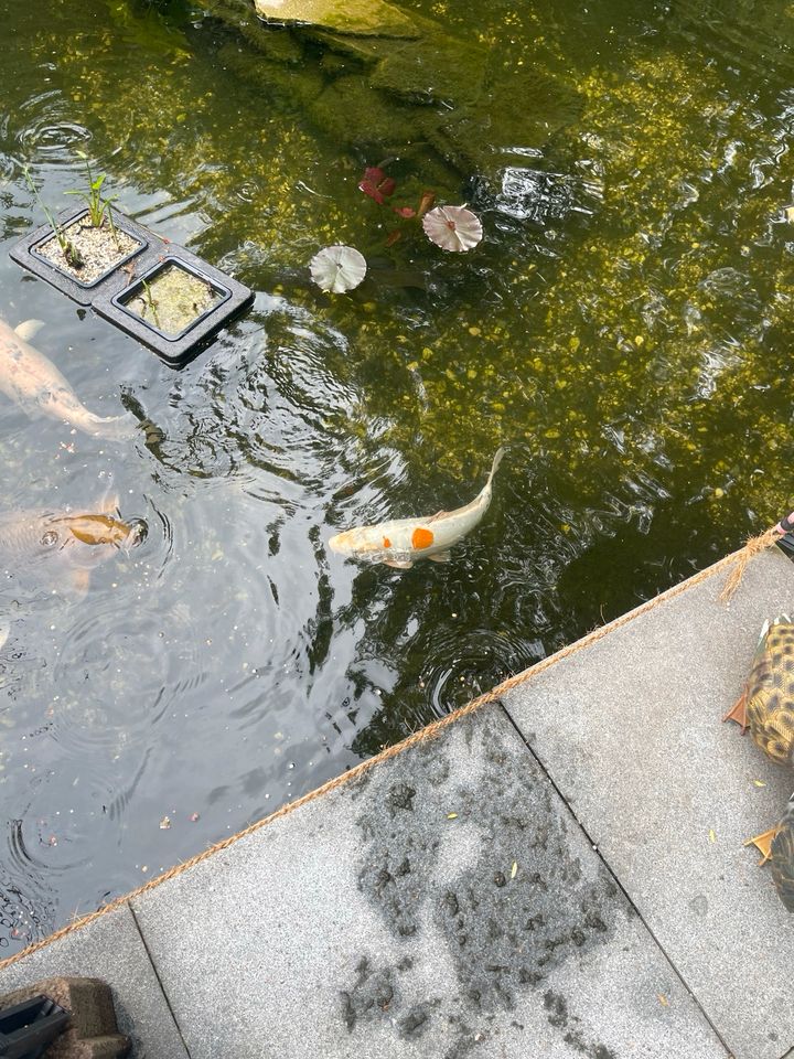 Koi  Teich Fisch in Oberhausen