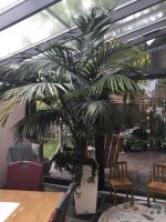 Kentia Palme Niedersachsen - Zetel Vorschau