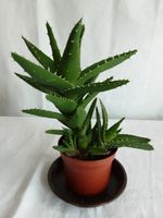 Aloe (Bitterschopf) Zimmerpflanze Nordrhein-Westfalen - Oelde Vorschau