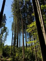 Suche Waldgrundstück, Forst, Wald, Grundstück, Holz Bayern - Trostberg Vorschau