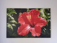 Bild Hibiskus rot Sommer Urlaub Hawaii Blumen Keilrahmen Niedersachsen - Hechthausen Vorschau