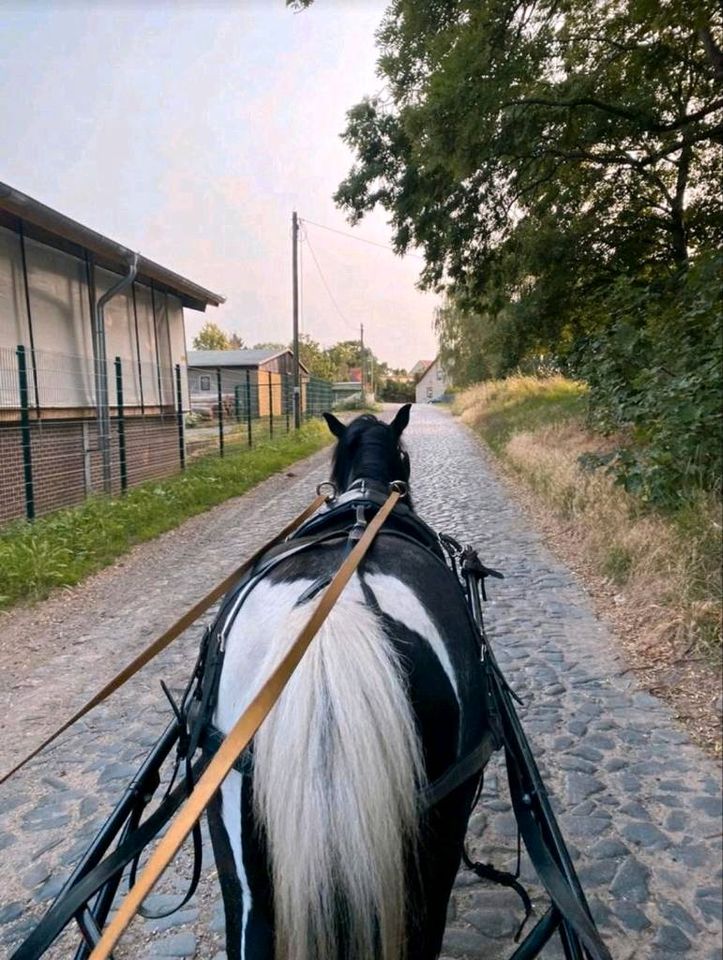 Reitbeteiligung auf unsere lieben Ponys/ Pferden ❤️ in Heudeber