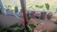 Baby Pflanzen abzugeben Variegata Syngonium Alocasia Monstea Bayern - Hohenlinden Vorschau