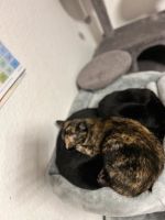 Katzen in liebevolles zu abzugeben Sachsen - Riesa Vorschau