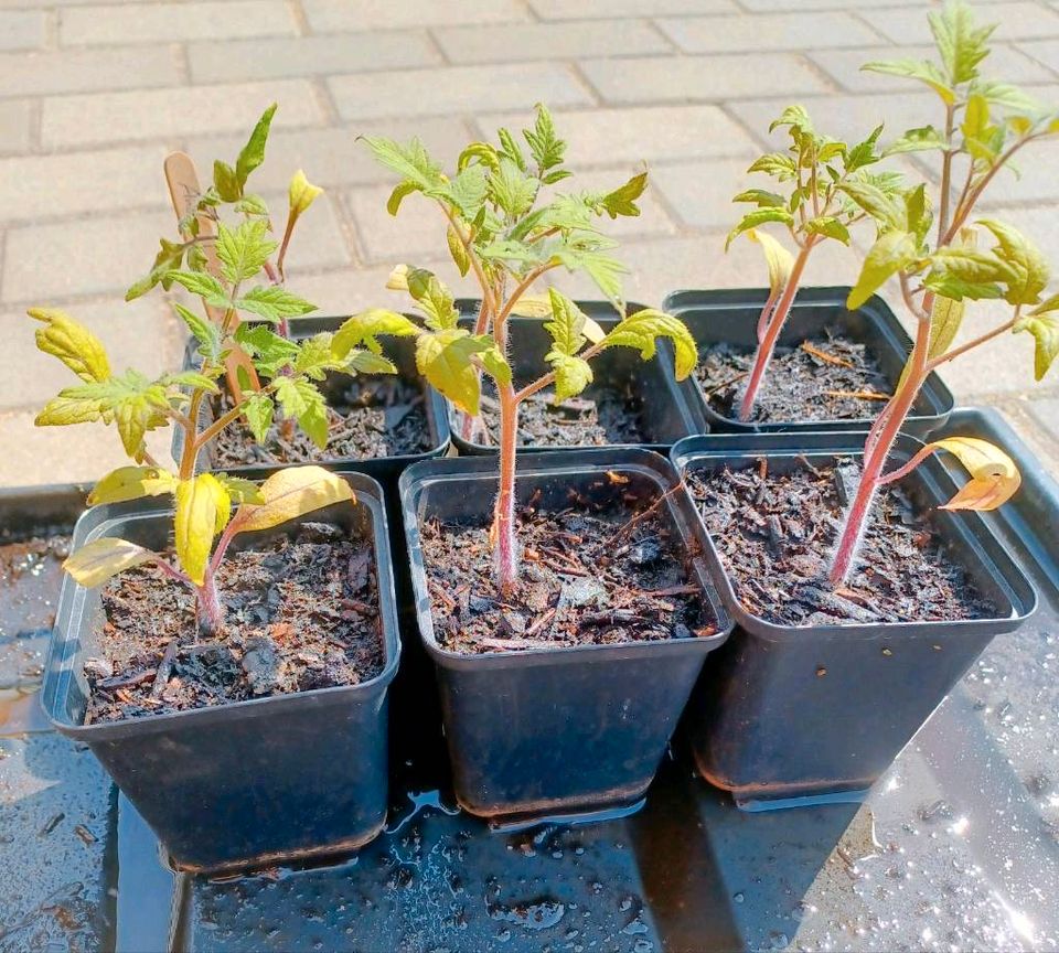 Ananastomate Jungpflanzen in Rietschen