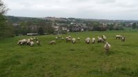 SK Lämmer Schafe Lamm Sachsen - Werdau Vorschau