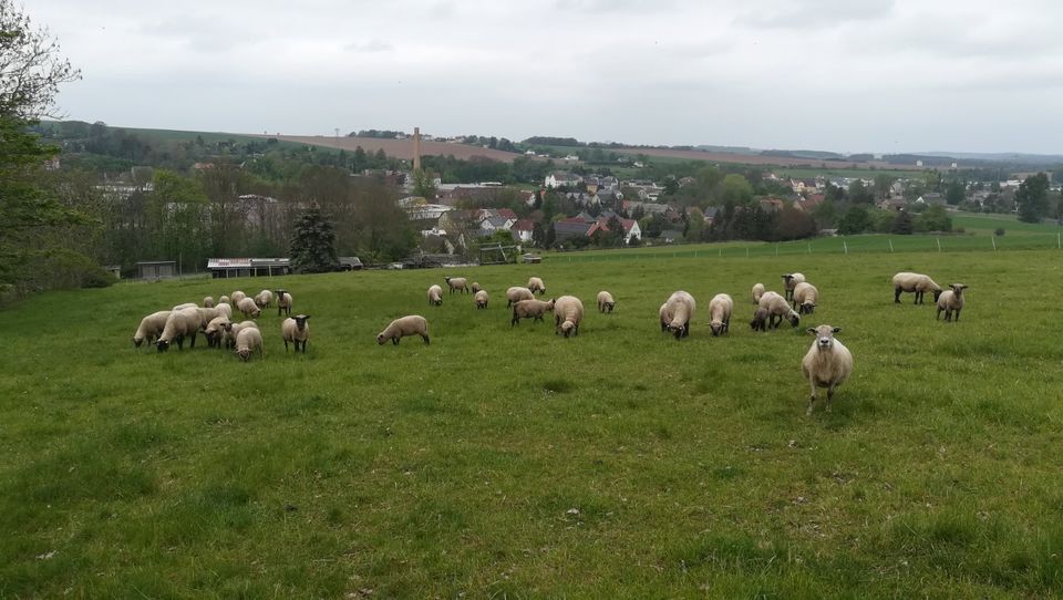 SK Lämmer Schafe Lamm in Werdau