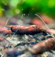 Red Onyx Garnelen, Neocaridina Shrimp, Rote Onyx Dortmund - Westerfilde Vorschau