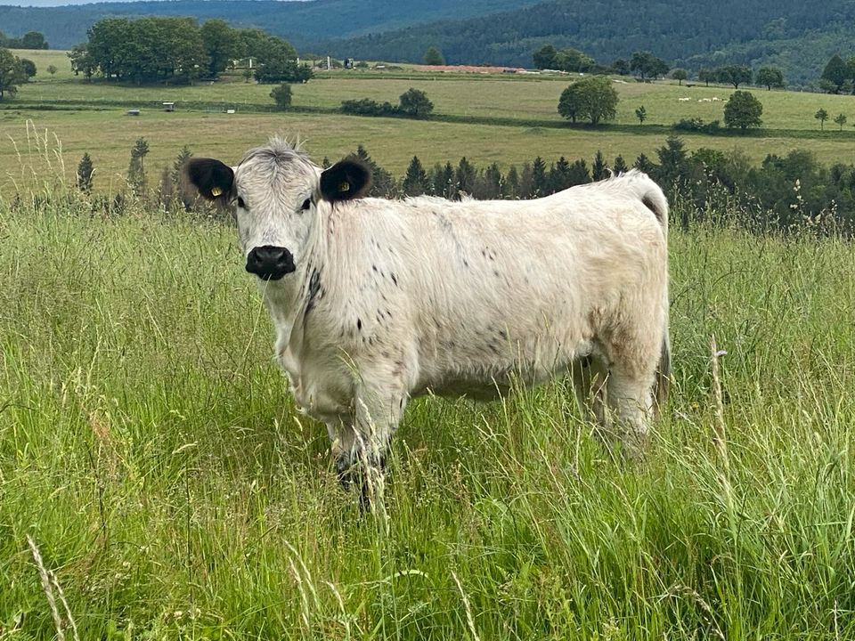 White Galloway/ Galloway/ weiblich/ Bio in Burgsinn