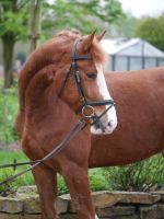 Traumhafter sportlicher Freiberger Wall. 4jäh. Geritten,gefahren Nordrhein-Westfalen - Mettingen Vorschau