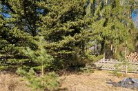 15 unterschiedlich hohe Waldkiefern - Garten Bayern - Rehau Vorschau