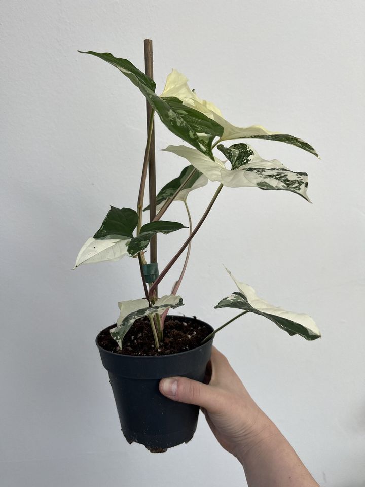 Syngonium Albo Variegata verschiedene Größen in Hannover