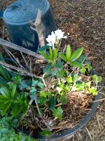 Schöner Rhododendron Niedersachsen - Berumbur Vorschau