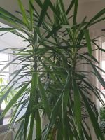 Yuccapalme XXL (Riesen-Palmlilie Bayern - Eichstätt Vorschau