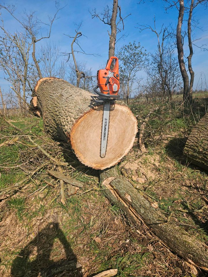 Holzarbeiten/ Brennholz in Neustadt (Dosse)