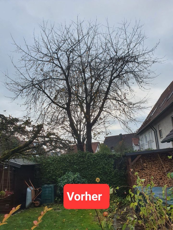 ❗Baumfällung Problembaum fällen Hecke entfernen roden in Bruckberg bei Landshut