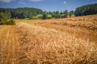 Stroh Weizen Gerste Roggen Hafer Nordrhein-Westfalen - Geldern Vorschau