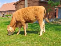 Wagyu Reinblütig Red Wagyu Ochse Mastochse Nordrhein-Westfalen - Wettringen Vorschau