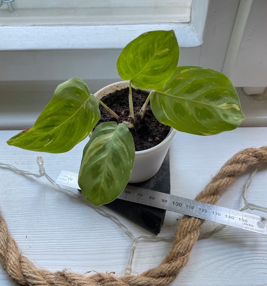 maranta kerchoveana variegata Ableger prayer plant varigiert in Berlin