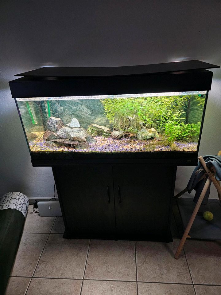 Juwel Aquarium Fische schwarz 200l mit Pumpe Eheim in Wachtberg