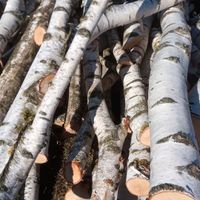 Schönes Birken Holz Stämme für Bastelarbeiten Baumscheiben Deko Bayern - Oberpöring Vorschau