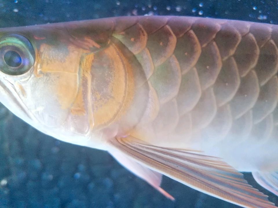 Super red Arowana, potamotrygon in Amberg