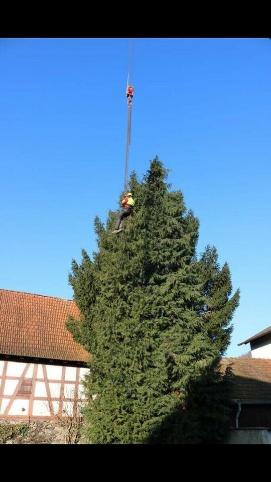 Baumfällung/ Baumfällen in Fürth